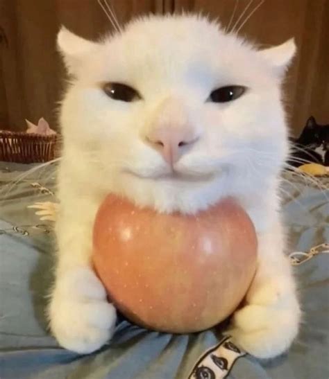 White Cat Meme Instagram