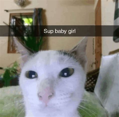 White Cat Meme Ladies