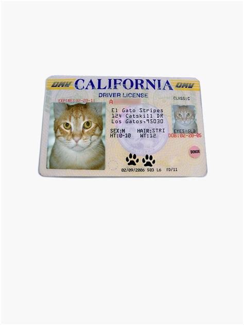 White Cat Meme License Plate