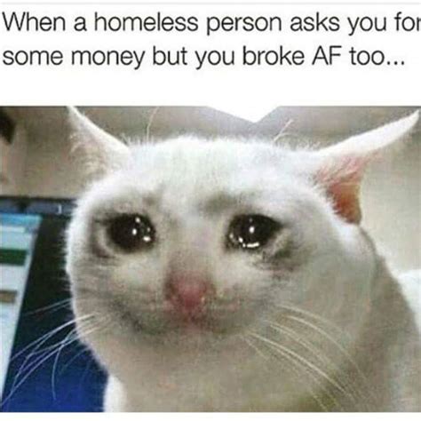 White Cat Meme Lmnop