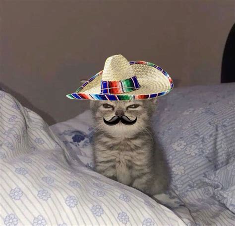 White Cat Meme Mexican