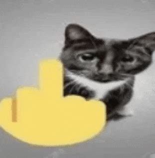 White Cat Meme Middle Finger