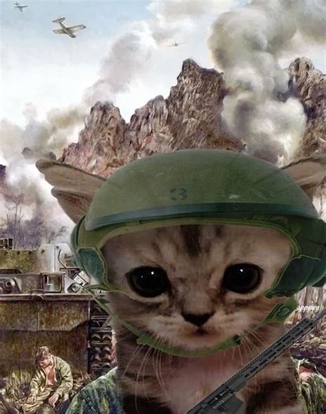White Cat Meme Military