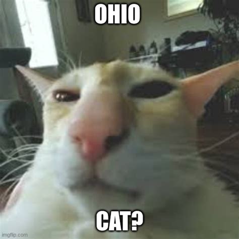 White Cat Meme Ohio State
