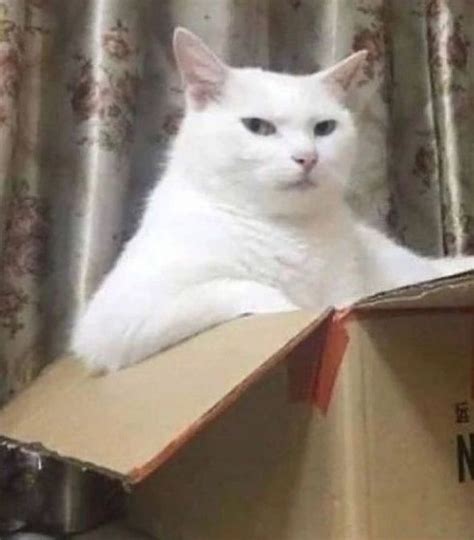 White Cat Meme On Box