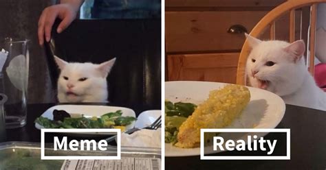 White Cat Meme Origin