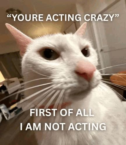 White Cat Meme Reddit