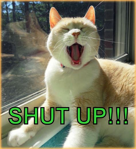 White Cat Meme Shut Up
