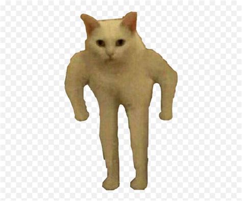 White Cat Meme Transparent