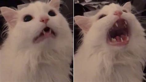 White Cat Meme Yelling