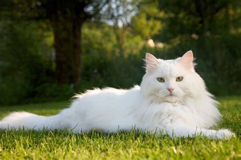 Cute White Cat Pictures