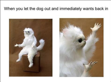 White Cat Standing Up Meme