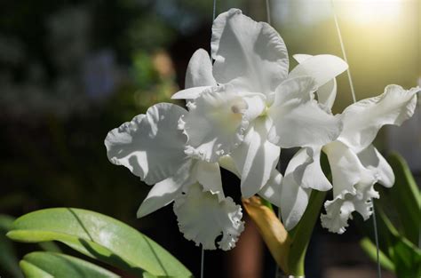 White Cattleya Flower