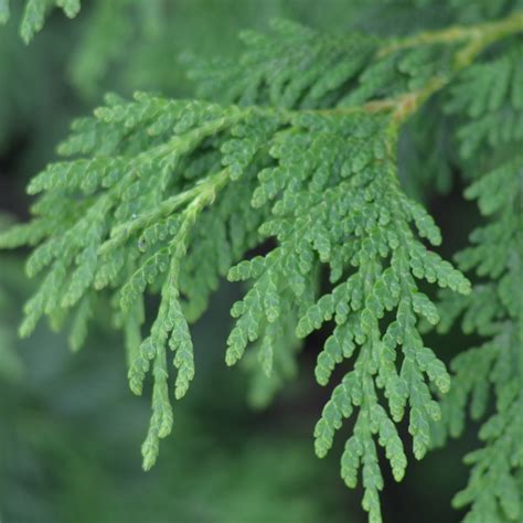 White Cedar Tree Leaves