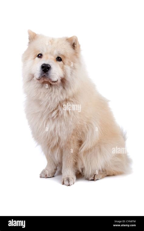 Adopt Teddy! a White Chow Chow / Mixed dog in Sacramento, CA (23621119