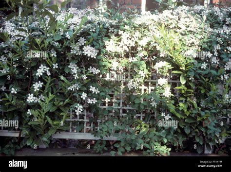 White Clematis On Trellis