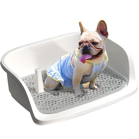 White Dog In Urinal