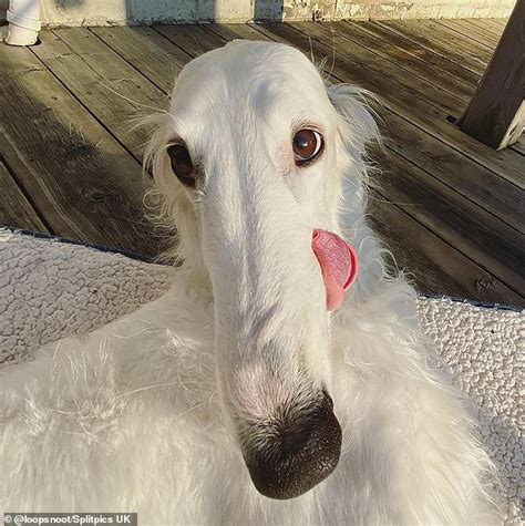 Stud Dog White, long nose pomeranian Breed Your Dog