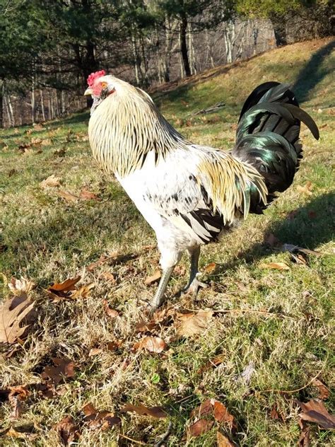 White Easter Egger Rooster