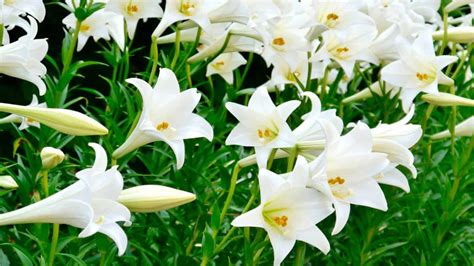 White Flowers For Easter