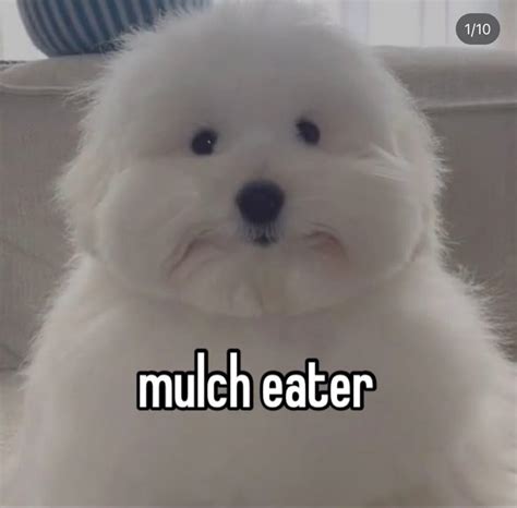 White Fluffy Dog Meme Name