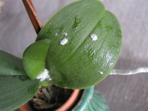 White Fuzz On Orchids