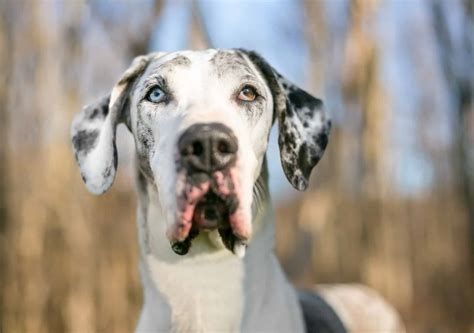 White Great Dane Blue Eyes: A Majestic And Unique Canine Companion