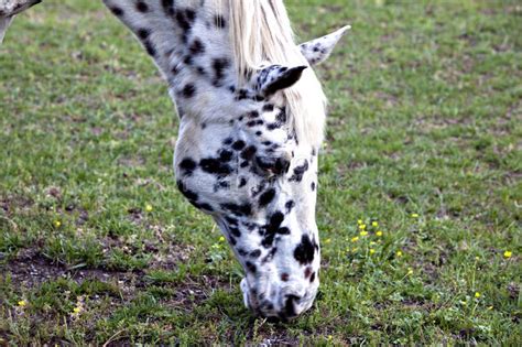 White Horse With Black Spots