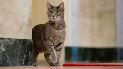 White House Cat