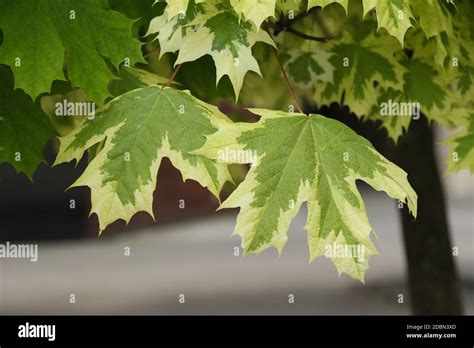 White Maple Leaves