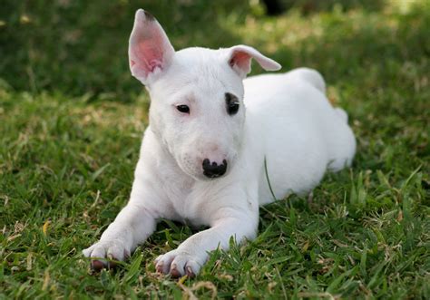 White Mini Bull Terrier