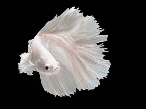 White Opal Betta Fish