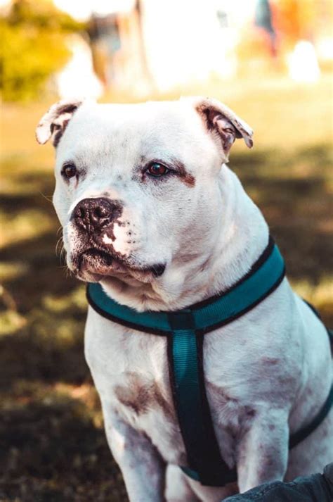 White Pitbull Mastiff Mix: A Unique And Loving Companion