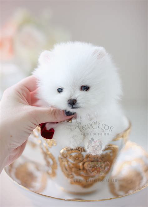 White Pomeranian Teacup Poodle: The Adorable Hybrid Dog Breed