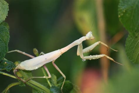 White Praying Mantis
