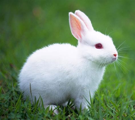 White Rabbit