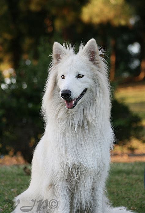 White Samoyed German Shepherd Mix: A Unique And Lovable Breed
