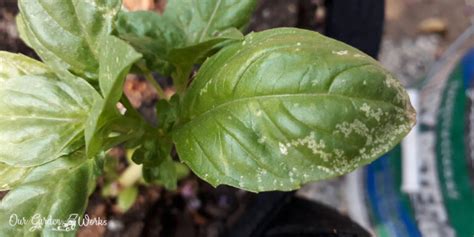 White Spots Basil Leaves