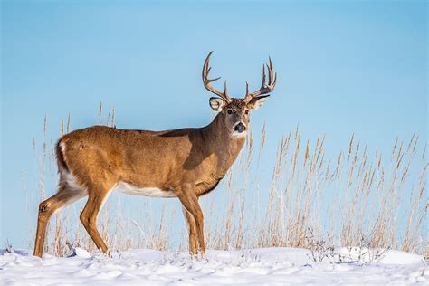 Whitetail Deer