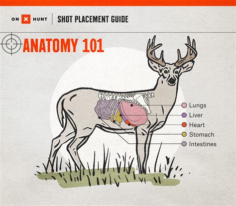 Whitetail Deer Anatomy Chart