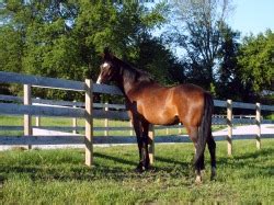 Whitetail Ridge Farm