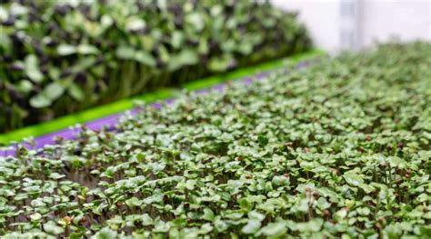 Who Buys Microgreens