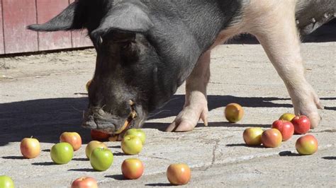 Who Can Eat Apples In Animal Farm