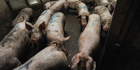 Who Controls How Farm Animals Are Killed