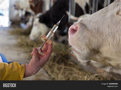 Who Determined Farm Animal Vaccinations