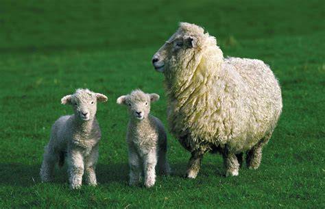 Who Does The Sheep Stand For In Animal Farm
