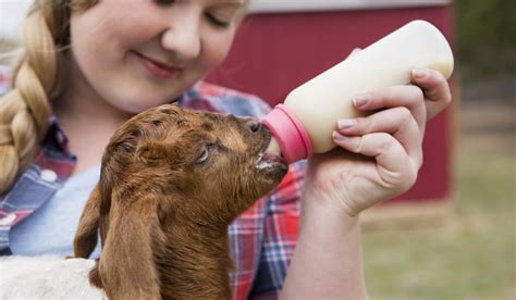 Who Drinks The Milk In Animal Farm