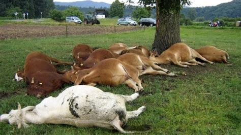 Who Picks Up Dead Farm Animals