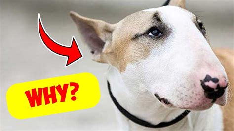 Why Do Bull Terriers Have Egg Shaped Heads?