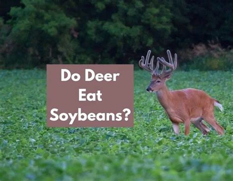 Why Do Deer Eat Soybeans?